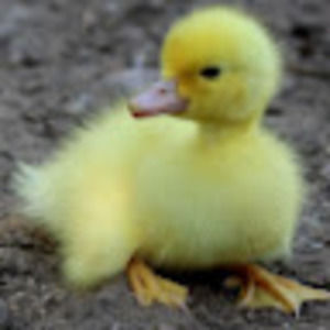 Meet your Posher, Annie